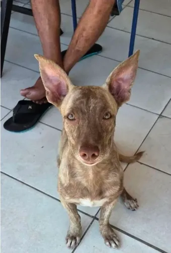 Cachorro para adoção