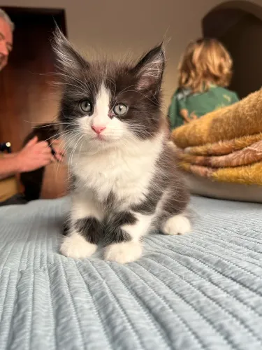 Maine Coon 2 meses 