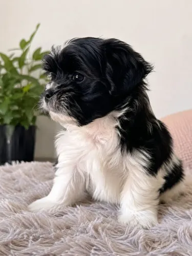 Vendo Shitzu de raça pura todas 3 fêmea 