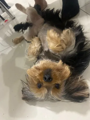 Cachorro