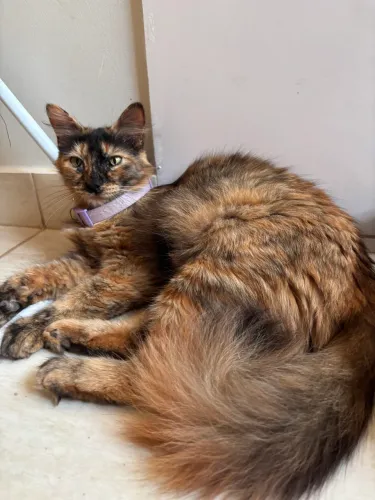Doação gatinha peluda