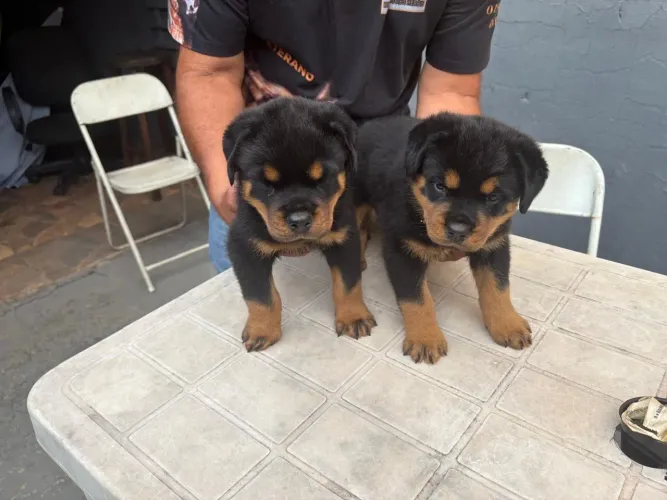 Filhotes de Rottweiler - 2 Machos Disponíveis