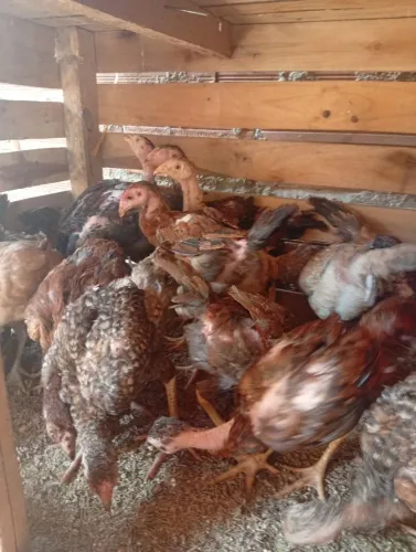 Franguinhos índio gigante com caipira disponíveis