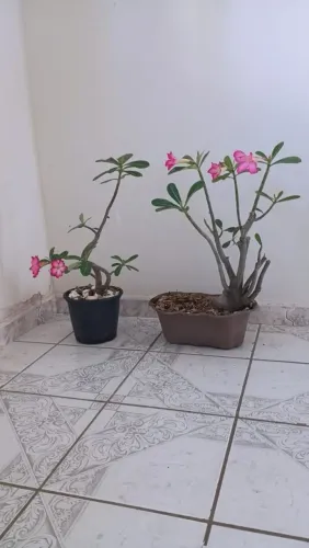 2 Rosas do Deserto Florindo 