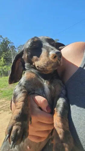 Femea Daschund Arlequim prata 