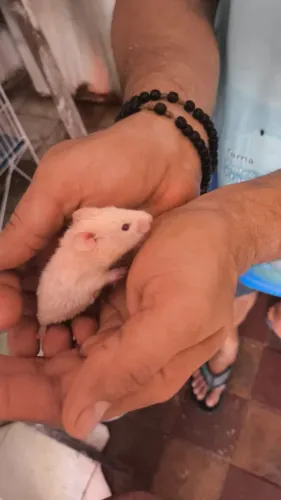 Doação de hamster