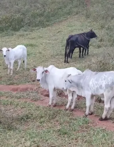BEZERROS e Novilhas