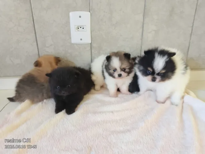 Lulu da Pomerânia anão último machinho disponível
