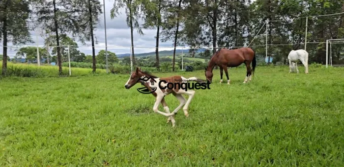Vendo Lindo Haras - Chácara localizado em São José da Varginha, Esmeraldas/MG com 10 hecta