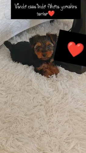 Filhote de yorkshire terrier