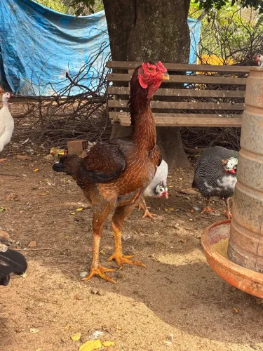 Frangas índio gigante 