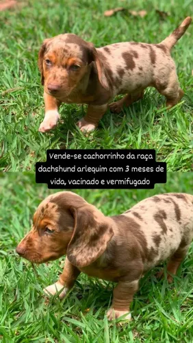 Vende-se cachorrinho da raça dachshund arlequim