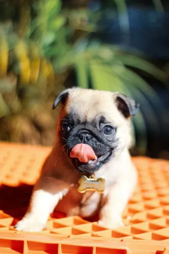 Filhote de Pug abricot.
