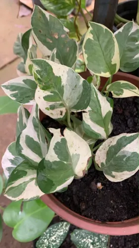 Viveiro de Plantas