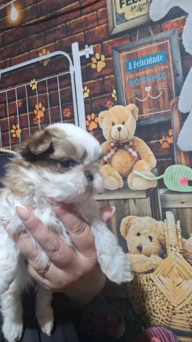 Shih-tzu Disponível