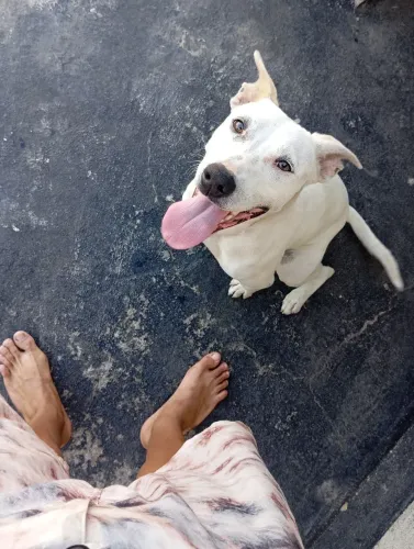 Doação, Pitbull misturado