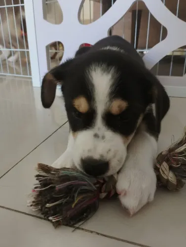Filhotinha para doação. Sem raça definida. Dois meses.