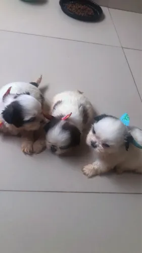 Promoção de shih Tzu