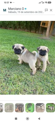 Pug