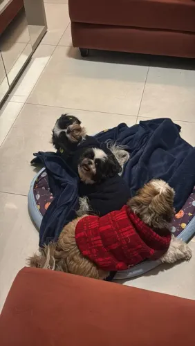 Estou doando esses cachorros pois vou sair do Brasil e não com quem ficar