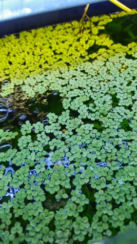 Salvinia - planta de superfície para aquários