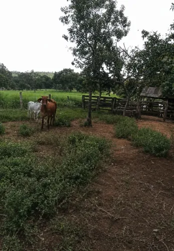Chácara a venda, 16km de Taquaruçu, 6 alqueires 