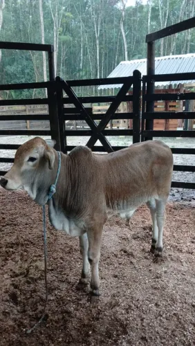 Terneiro 7 meses