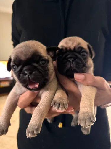 FILHOTES DE PUG MACHOS