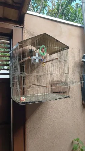 Vende se gaiola para calopisita