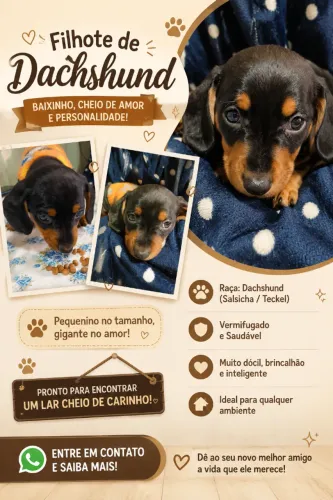 Filhote Dachshund 