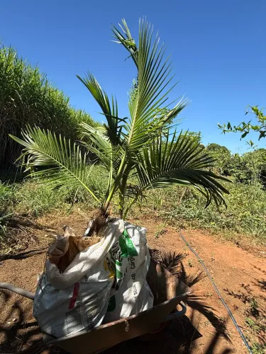 Muda de coco anao ( 1 ano e meio ) 