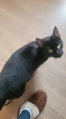 Gatinho dócil lindo para adoção