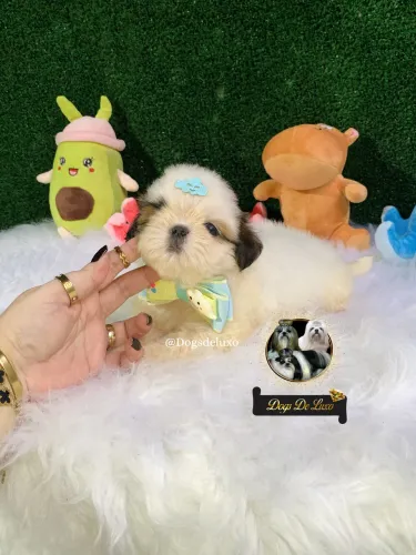 Maravilhoso filhote Shih-Tzu em 10X SEM JUROS! 