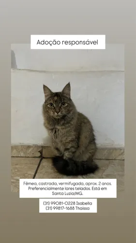 Adoção responsável gata