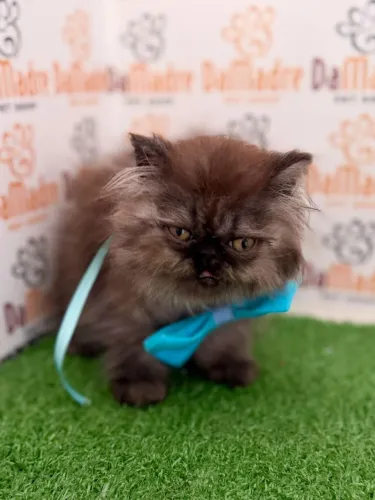 Gato Persa 