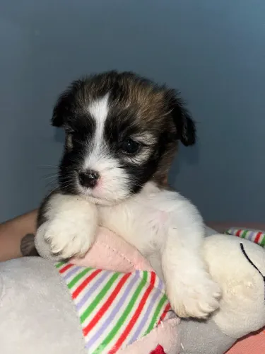 Filhote Shih Tzu ?Fêmea - 2 meses - fofinha