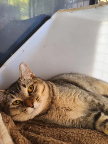 Linda gatinha para adoção responsável 