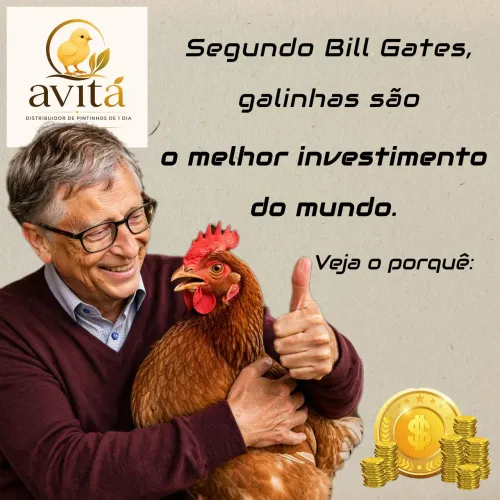 Avitá distribuidor de pintinhos de 1 dia