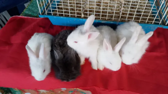 Coelhinhos lindos 