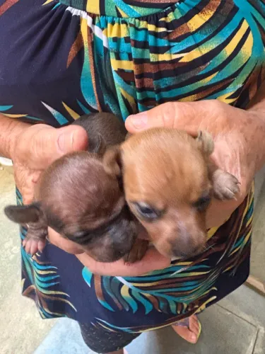 Vende-se cachorro Pinscher