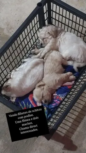 Vendo filhotes de schitzu com podlee.