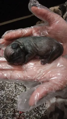 Lindos filhotes de pug