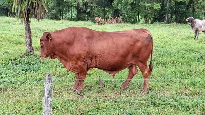 Vendo touro Senepol puro 