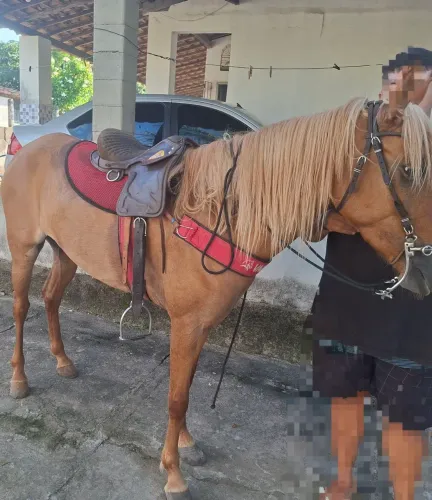 Vende-se Cavalo (aceito ofertas)