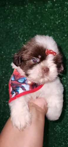 Shih tzu macho disponível para reserva, olhos verdes e nariz marrom! 