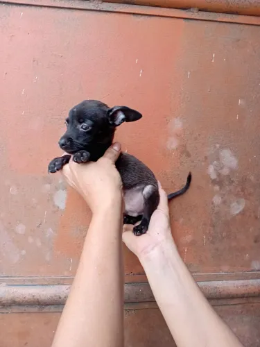 Pinscher macho 01 vai fazer 3 meses valpr 450 reais.