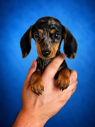 Teckel Uma Companhia Cheia de Amor