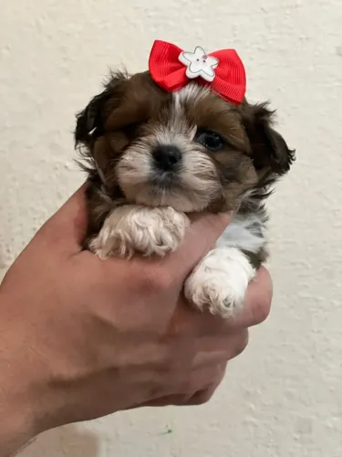 Shih Tzu Filhotes - Ideais para Apartamento