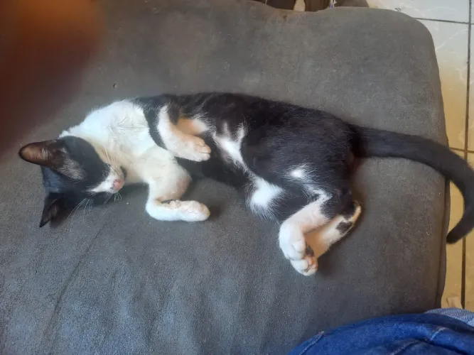 doação gato macho 