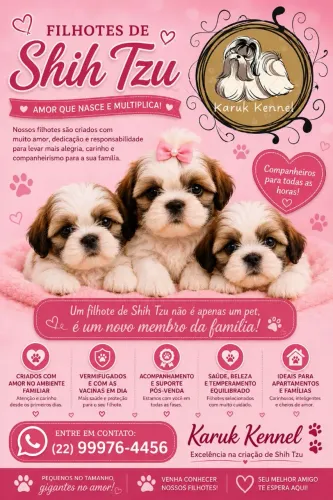 Shih Tzu - Filhotes lindíssimos!! Canil especializado na raça - Aceitamos Cartão!! 